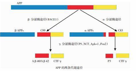 蛋白质的主要反应原理是什么_蛋白质三级结构是什么