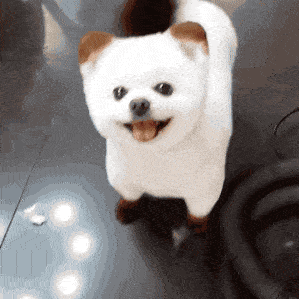 13.松鼠:大哥能不能放了我啊,我真的不是老鼠