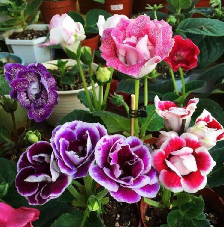 大岩桐花