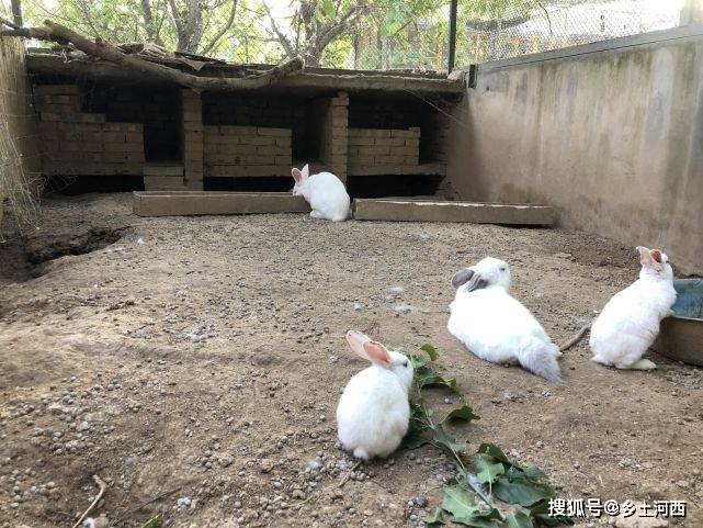 蛤什么成语_什么是花蛤图片大全(3)