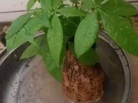 发财树大盆换小盆方法 e655d80ce77f4bb183fd8fad57ee6c4c.jpeg