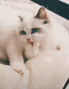 搞笑gif段子:这么多腿,你要pick哪一双呢?