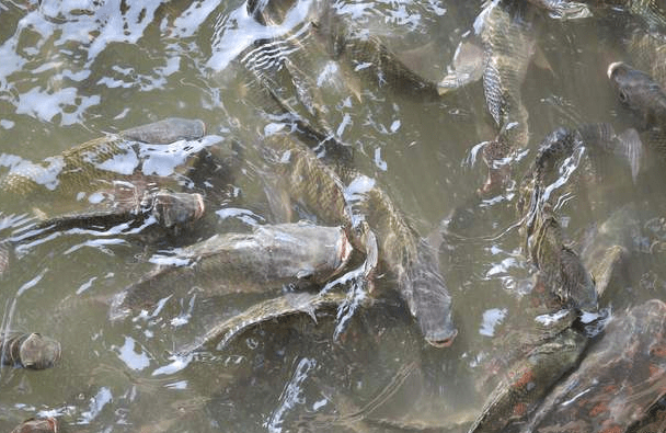 鱼多久产一次卵 e7acb95351f84bc59cb920f5362840a6.png