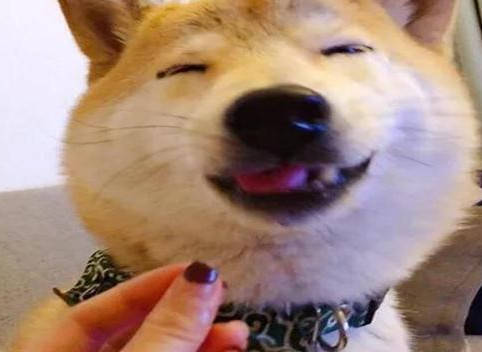 主人假装喂狗狗吃东西而狗狗所有表情都做到位了之后发现被耍了心塞极