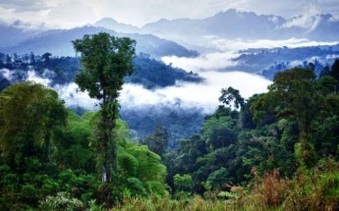又一雨林发现“奇迹”，共有13公里长的岩画，网友：叹为观止！