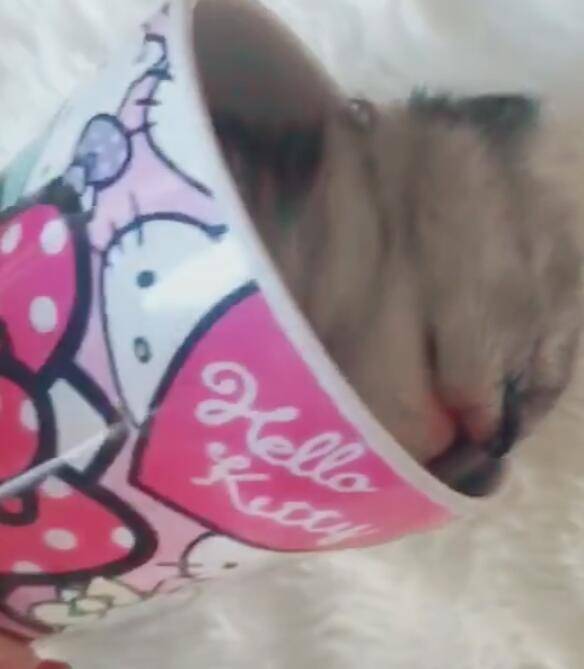 小貓崽在紙杯里睡著，主人倒出來，萌得小心髒快受不了！ 萌趣萌寵 第3张