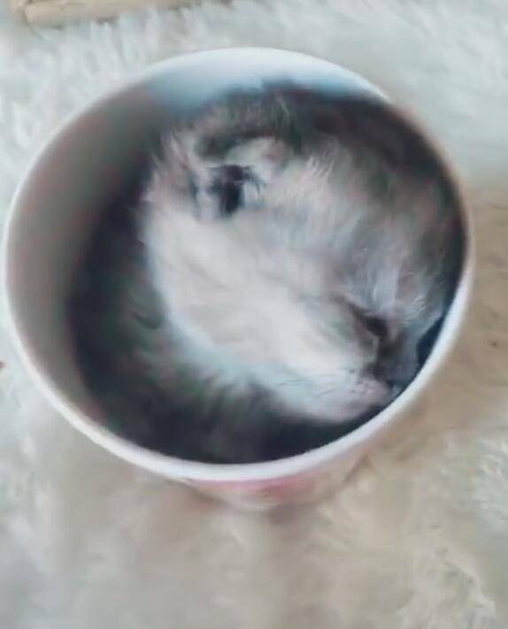 小貓崽在紙杯里睡著，主人倒出來，萌得小心髒快受不了！ 萌趣萌寵 第2张