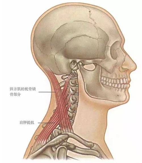 地想转脖子,并宣布"嘎嘎"的响声后才感觉舒畅,这是典型的颈椎失稳体现