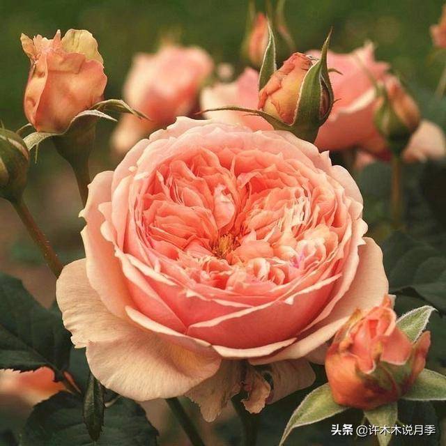 7aeecc7d6bc64ffcbff4778df4295ab6.jpeg