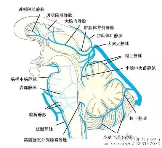 a)和侧位(b)解剖图展示了涉及椎-基底动脉系统的脑桥中脑静脉解剖结构