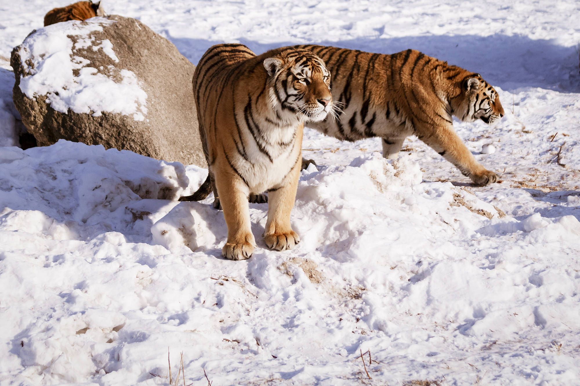黑龙江虎林园老虎在雪地中嬉戏追逐