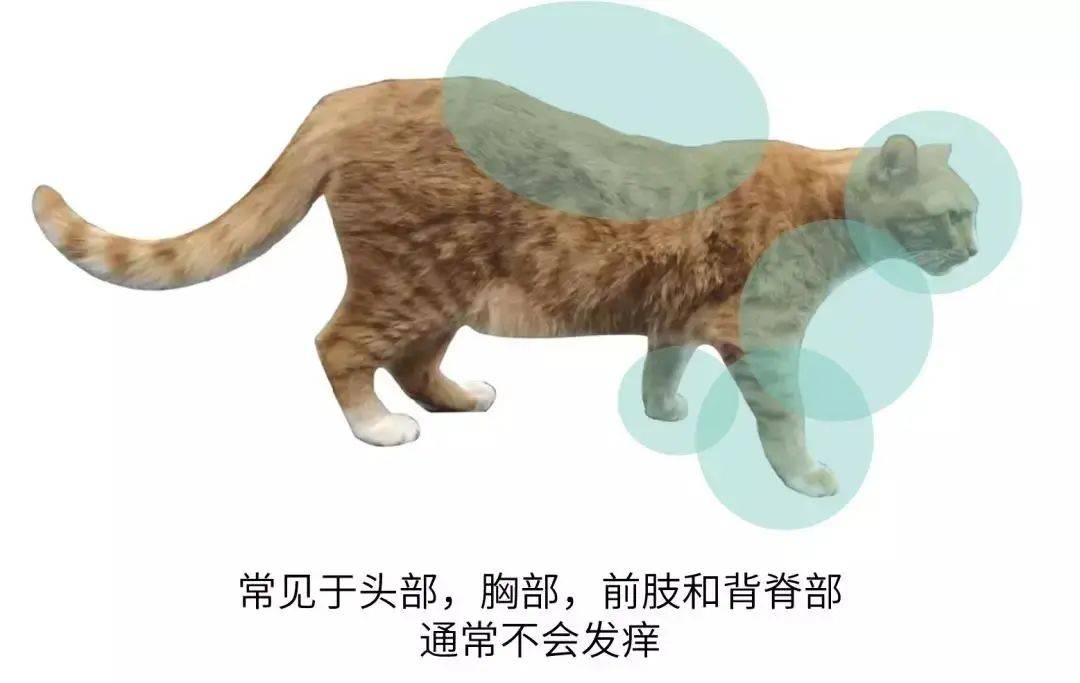 盘点4类人猫共患病 预防只要做好这6步 猫咪