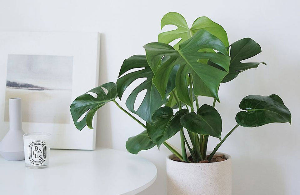 室内绿植推荐净化空气耐活 8673ceb2cc6b49e7a3162d8638e944d2.jpeg