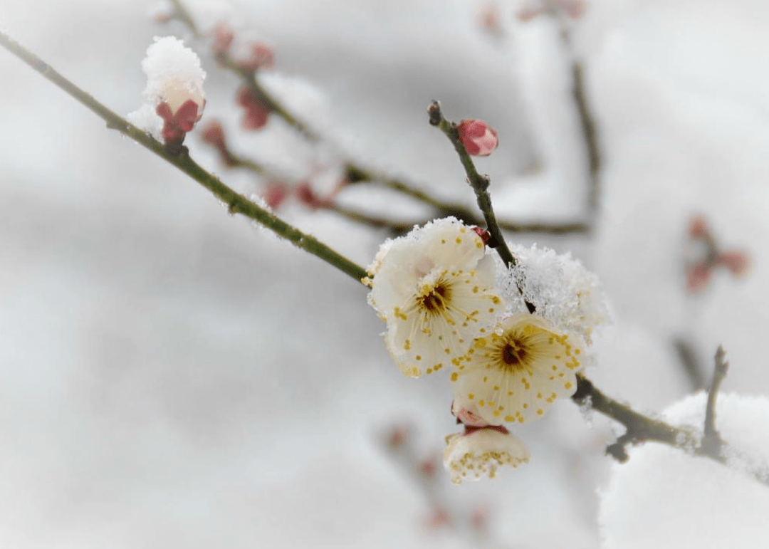 【诗词鉴赏】​今日小寒 | 十首探梅的诗词，踏雪探梅时 静待故人归！