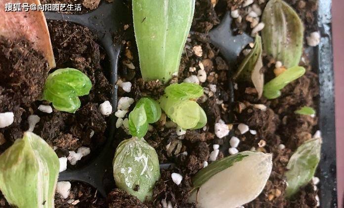 多肉叶插生根了怎么处理 b35249016c06472e91eb1838b173bb2a.jpeg