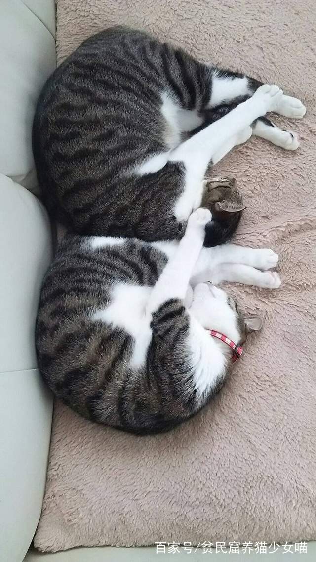 同步猫,猫咪动作相似率高达99%,在一起久了连姿势都变一样了