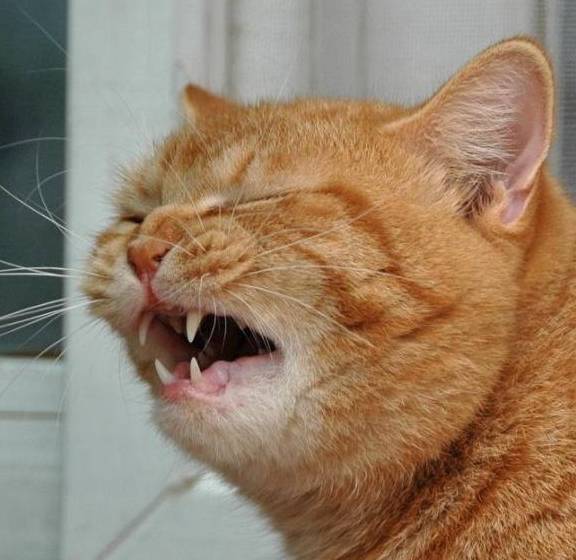 导致猫咪打喷嚏的原因都有哪些,有些是猫咪独有的