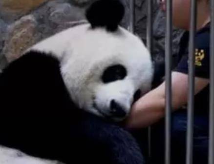 熊猫被游客丢下的瓶子砸到头，大团子的表情亮了，笑哭游客