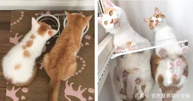 同步猫,猫咪动作相似率高达99%,在一起久了连姿势都变一样了