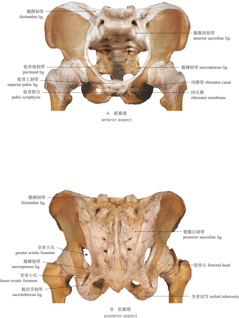 图1-62 骨盆的韧带pelvic ligaments