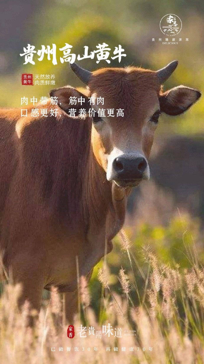 怎么挑选小黄牛 0e464a7201ed42e990f1319bab6b9402.jpeg