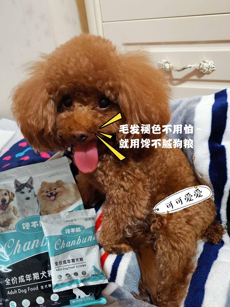 怎么挑选泰迪性格 210285788ad4494783978fd3f90c5c67.jpeg