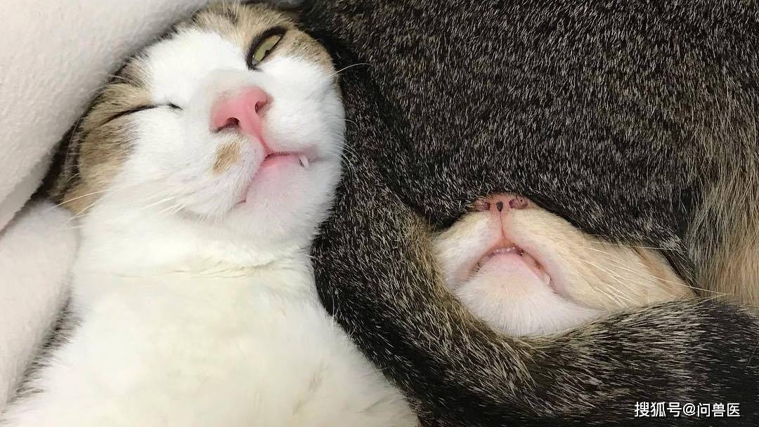 猫睡姿含义和姿势解释_猫咪