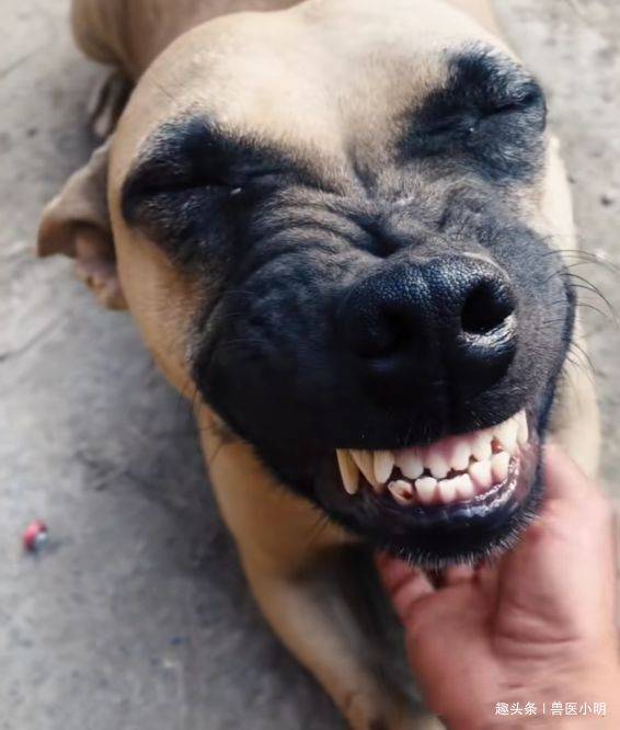 狗狗从屠宰场被救下，看到救命恩人时，做出的反应让人笑中带泪 (图3)