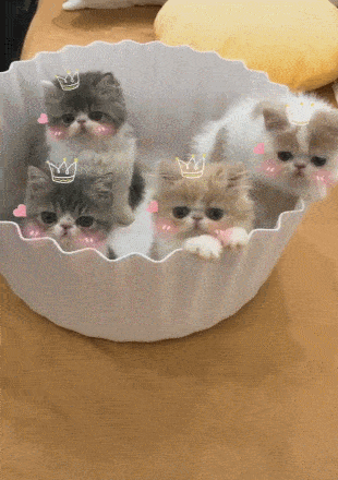 一盆小猫咪对主人摇晃脑袋,动作呆萌,恨不得全打包回家!