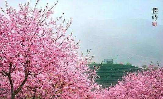 赏樱花不必去日本了！世界上最大的樱花园，竟然就在中国！