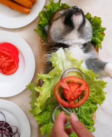 小狗狗被放食物盤上，墊上青菜做熱狗，玩狗創意大升級！ 萌趣萌寵 第3张
