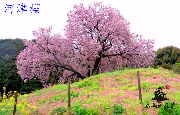 河津樱 花期最早的樱花品种