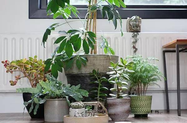 室内养什么植物对身体有益 dc126e1d911c43598bb10553ca285d72.jpeg