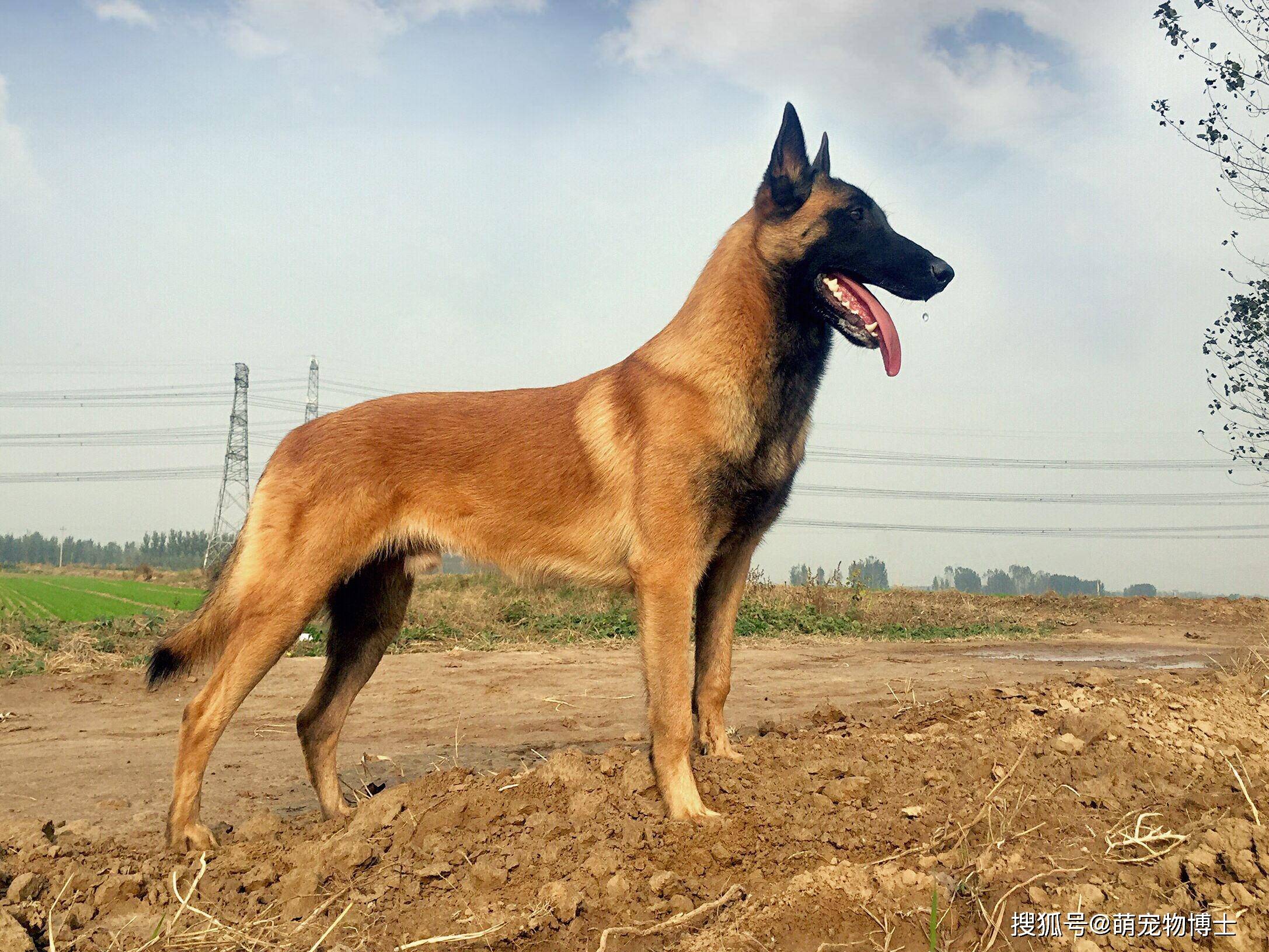 战斗力爆表的7大狼狗 日本狼青犬给国人造成了巨大伤害