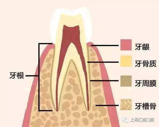 牙齿依靠牙根周围的牙槽骨,牙周膜(连接骨与牙根的纤维韧带组织)支撑