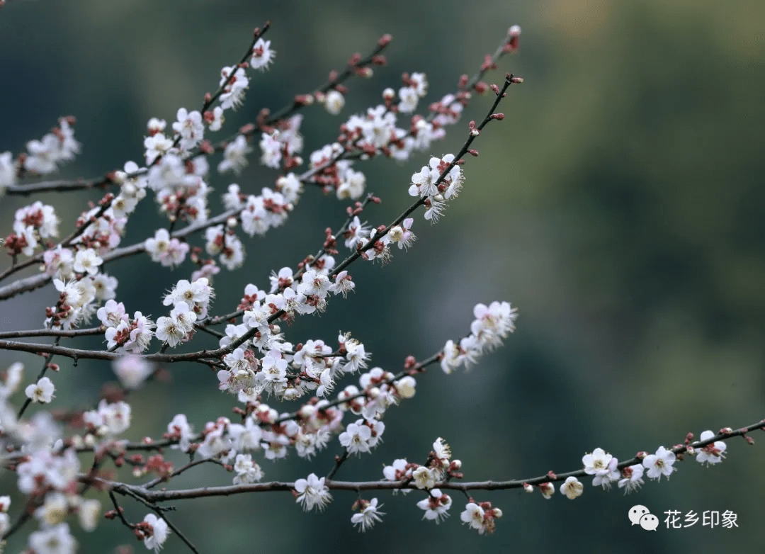 静静绽放的梅花，惊艳了整个横县的冬天