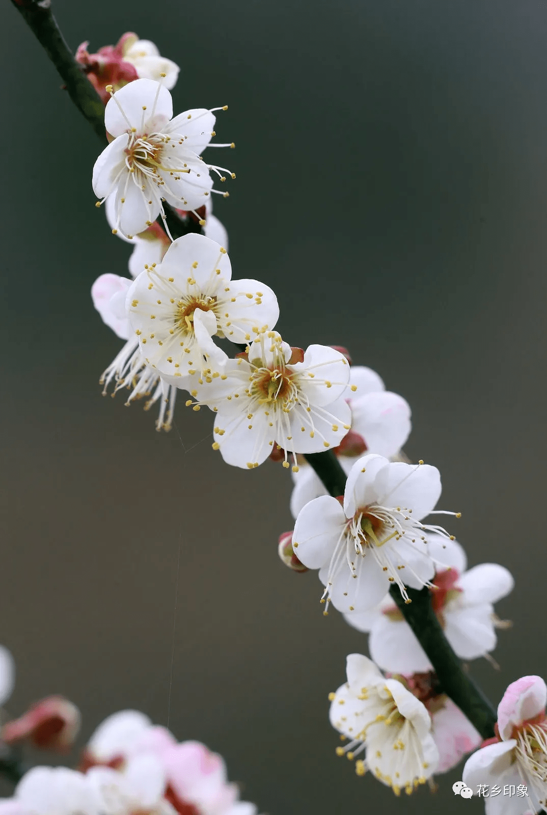 静静绽放的梅花惊艳了整个横县的冬天