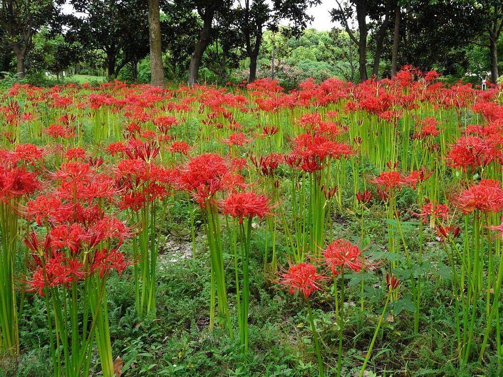 红花石蒜就是彼岸花吗?花朵极为奇特的花卉植物,栽培技术介绍