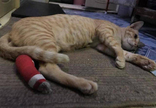 腿被猫抓出血了怎么办