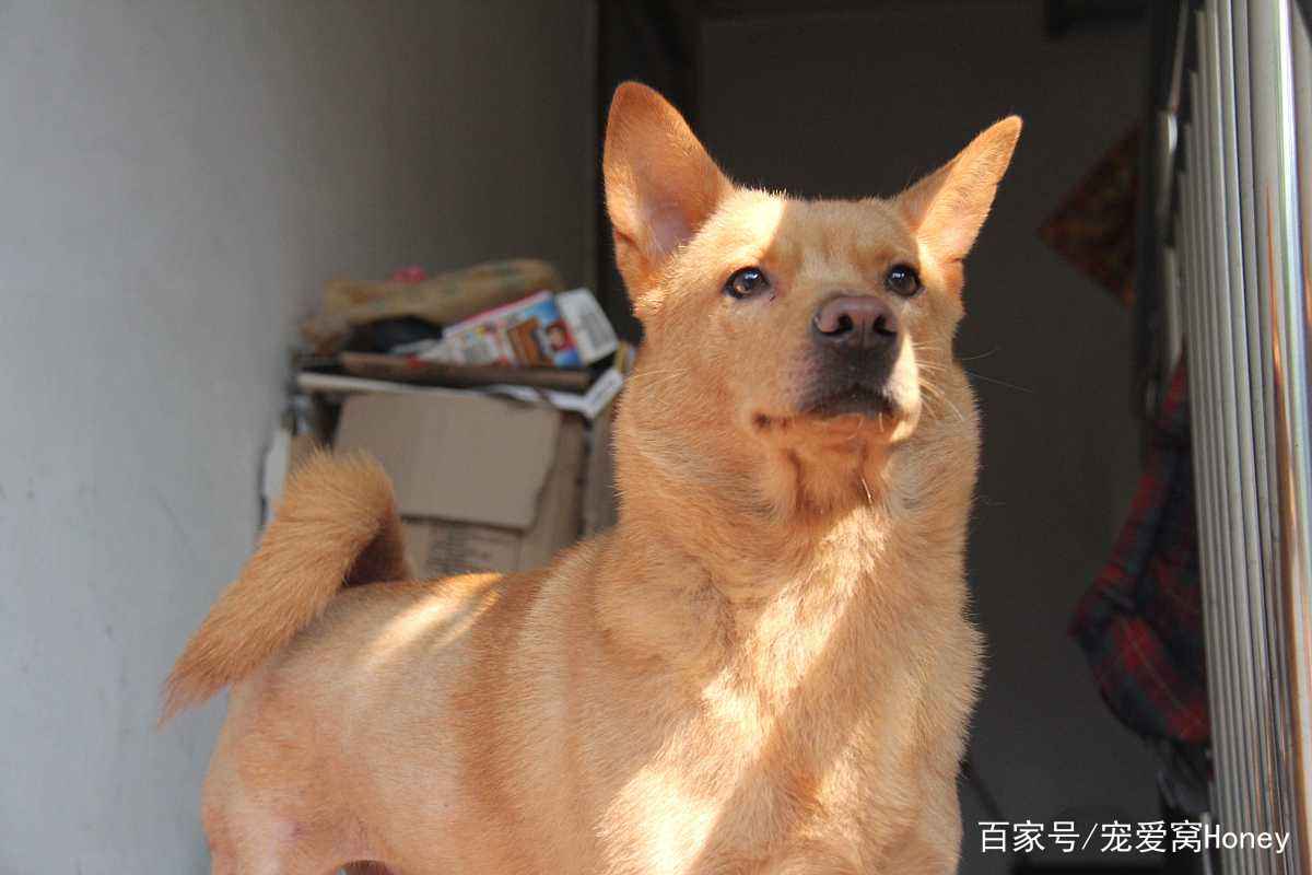 中华田园犬和品种狗有什么区别 为啥田园犬不受待见 有5个不同