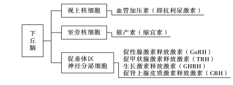 内分泌系统及代谢疾病