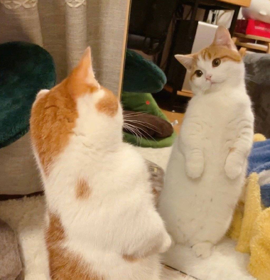 猫咪也爱臭美,也喜欢照镜子