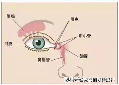 泪囊在我们双眼内眼角靠近鼻根的部位,主要起到收集泪液的作用.