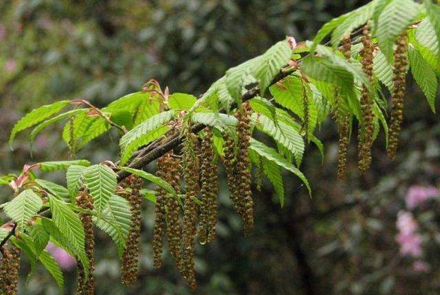 浙江一植物，被称为“地球独子”，全世界就一颗，警察24小时守卫