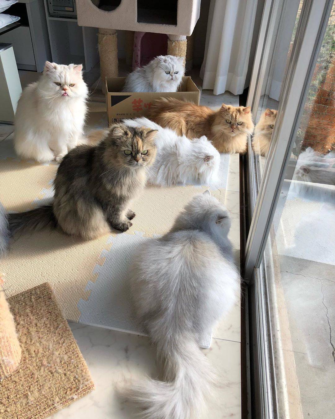 怎么养猫不容易抓 285ab7dd016645d780bf616a1510f065.jpeg