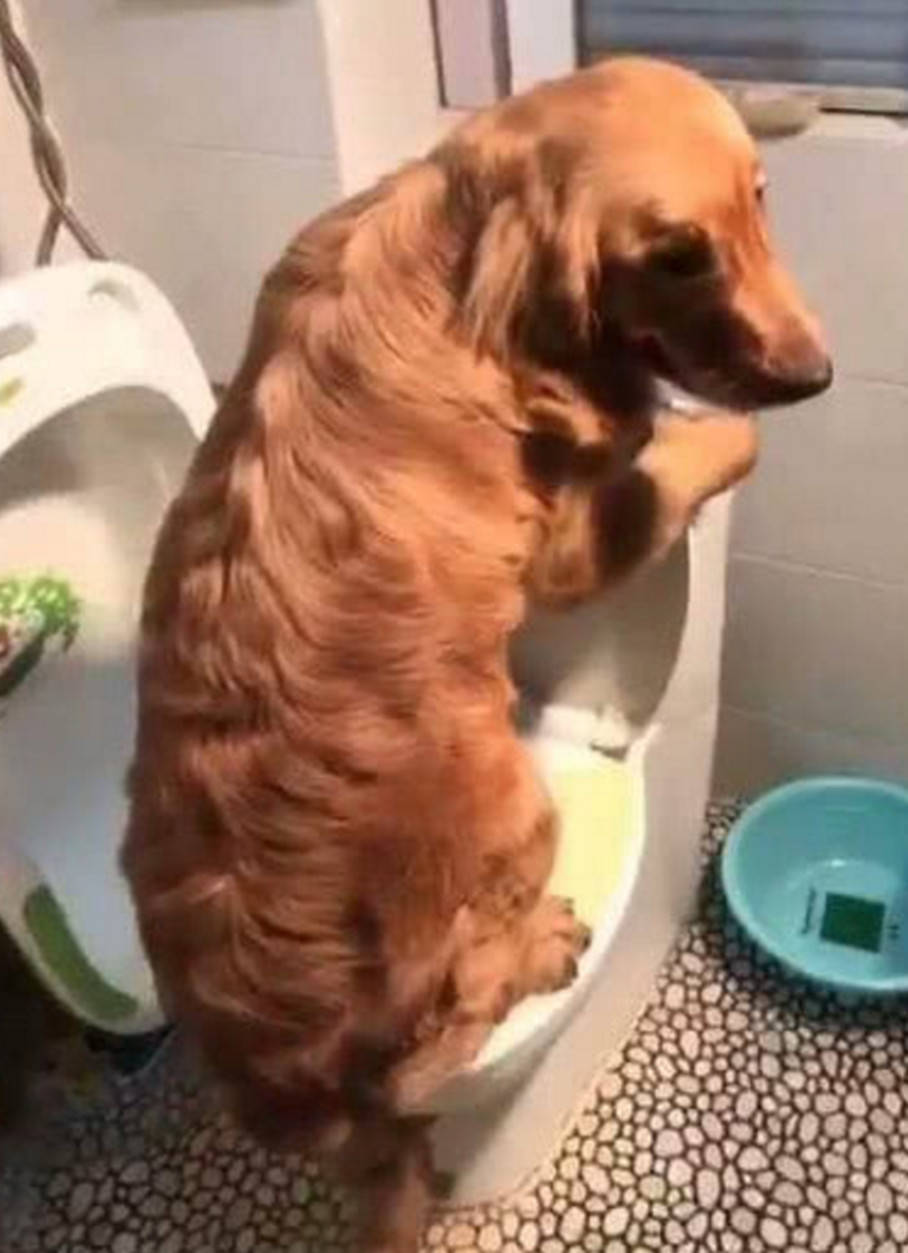 怎么教狗狗在厕所撒尿 384e4db738a34a87ae3fb226bcfebf6c.jpeg