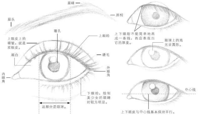 艺学绘小编收集整理了写实眼睛详细绘画步骤 眼睛结构分析: 眼部的