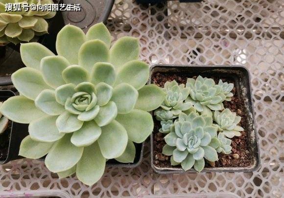 多肉怎么样修根 d26a8f83b8e845a2aa52e480753e437d.jpeg