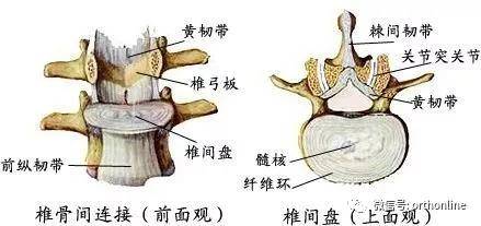 骨科记忆口诀,记住终生难忘(下)