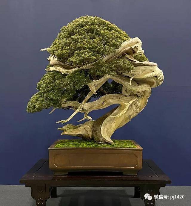 在日本,这个盆景展还真不一般